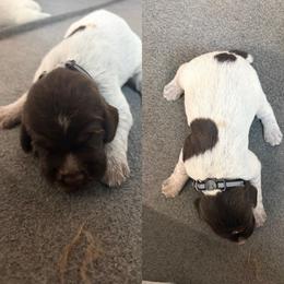Wirehaired Pointing Griffon Puppies from Heritage Hills WPGs