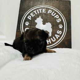 Thea - Black sabled fawn female Chihuahua puppy in Dayton, Ohio from Petite Pups