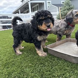 Zeus - Black male Bernedoodle puppy in Castle Rock, Colorado from South Denver Bernedoodles