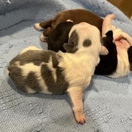 Blue Splash - Blue male Boston Terrier puppy in Seguin, Texas from Campos Farms