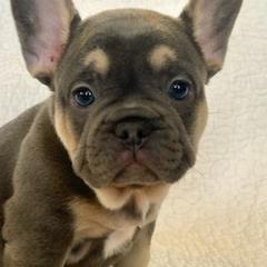 French Bulldogs from Vonny’s Frenchies