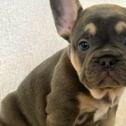 French Bulldogs from Vonny’s Frenchies