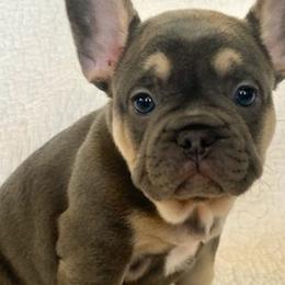 French Bulldogs from Vonny’s Frenchies