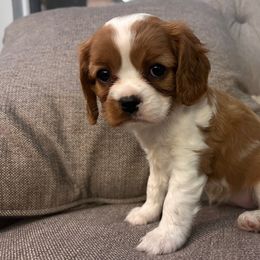 BLENHEIM BOY the photos are full sibling from last litter. actual puppy is still too small - Blenheim male Cavalier King Charles Spaniel puppy in Waco, Texas from Reigning Glory Cavaliers