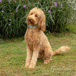 Piper - Goldendoodle