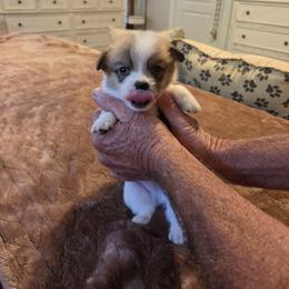 Sable - White Boy 2 - Sable male Pembroke Welsh Corgi puppy in Collinsville, Mississippi from Lindsey's Lovely Little Corgis