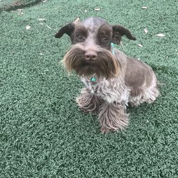 Brandy - Miniature Schnauzer