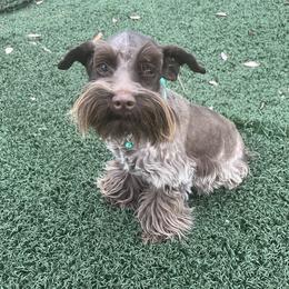 Brandy - Miniature Schnauzer