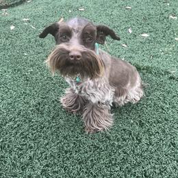 Brandy - Miniature Schnauzer