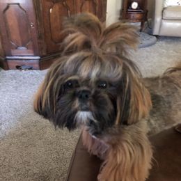 Finley - Shih Tzu
