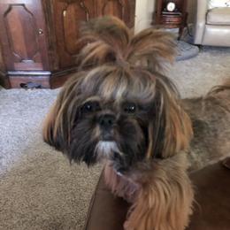 Finley - Shih Tzu