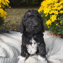 Beta - Parti female Poodle puppy in Troy, New Hampshire from SP Standard Poodles