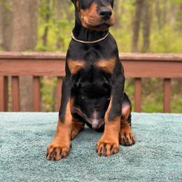 Black boy - Gray collar - Black and rust male Doberman Pinscher puppy in Old Bridge, New Jersey from Wizard Ost Revolution kennel