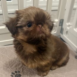 Chanel - Liver female Shih Tzu puppy in Galveston, Texas from 🌗 New Moon Shih Tzu 🌗