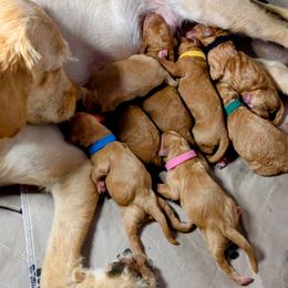 Girl 4 - Goldendoodle puppy in Oak Park, Illinois from Oak Park Goldendoodles