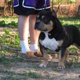 Vervain - American Bully