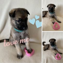 German Shepherd Puppies from Devon Rugerio's German Shepherds