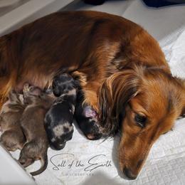 Dapple - Dapple male Dachshund puppy in Zebulon, North Carolina from Salt of the Earth Dachshunds