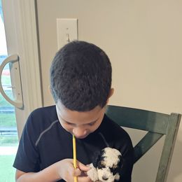 Bernedoodle Puppies from So Adoodable