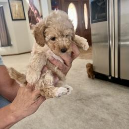 Poodle Puppies from ItalianToyPoodles