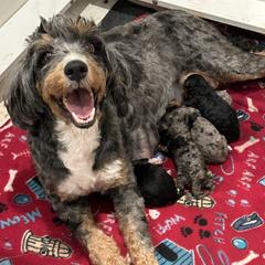 Australian Mountain Doodle and Bernedoodle Puppies from D and D’s Dandy Doodles
