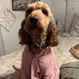 Ruger - Red male Labradoodle puppy in Mckenzie, Tennessee from Small Town Doodles & Poodles