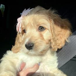 Shelby - Golden female Cockapoo puppy in Tallahassee, Florida from Panhandle Pups