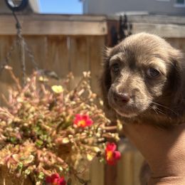 Dachshund Puppies from Long Blonde Doxies