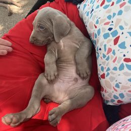 Boy 1 - Weimaraner puppy in Lone Camp, Texas from Bullard’s Weimaraners