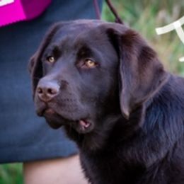 Jessie - Labrador Retriever