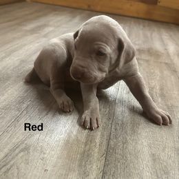 Enzo - Silver gray male Weimaraner puppy in Spartanburg, South Carolina from Palmetto State Weimaraners