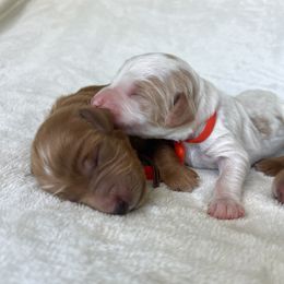 Goldendoodle Puppies from Ruby's Kit & Ka'Doodles