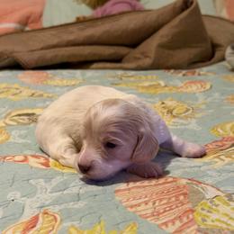 Boy 1 - Dapple male Dachshund puppy in Jacksonville, Florida from Little Lords & Ladies Dachshunds