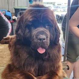Newfoundland puppies from Bydand Newfoundlands