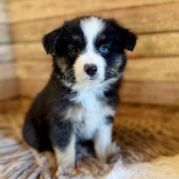 Asher - Black tri male Miniature American Shepherd puppy in Ash Grove, Missouri from 3 Barrels Farms, LLC