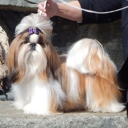 Cocker Spaniels and Shih Tzus from Newsong Cockers & Shih Tzu