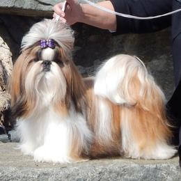 Cocker Spaniels and Shih Tzus from Newsong Cockers & Shih Tzu