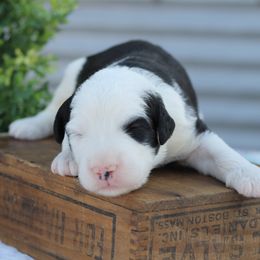 Bernedoodle and Sheepadoodle Puppies from Cooper Creek Puppies
