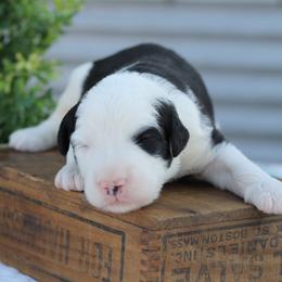 Bernedoodle and Sheepadoodle Puppies from Cooper Creek Puppies