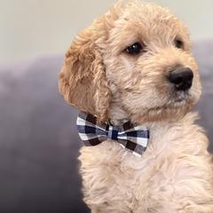 Bailey - Cream Double Doodle puppy in Woolwich, Maine from Dog Paw Doodles