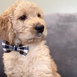 Bailey - Cream Double Doodle puppy in Woolwich, Maine from Dog Paw Doodles