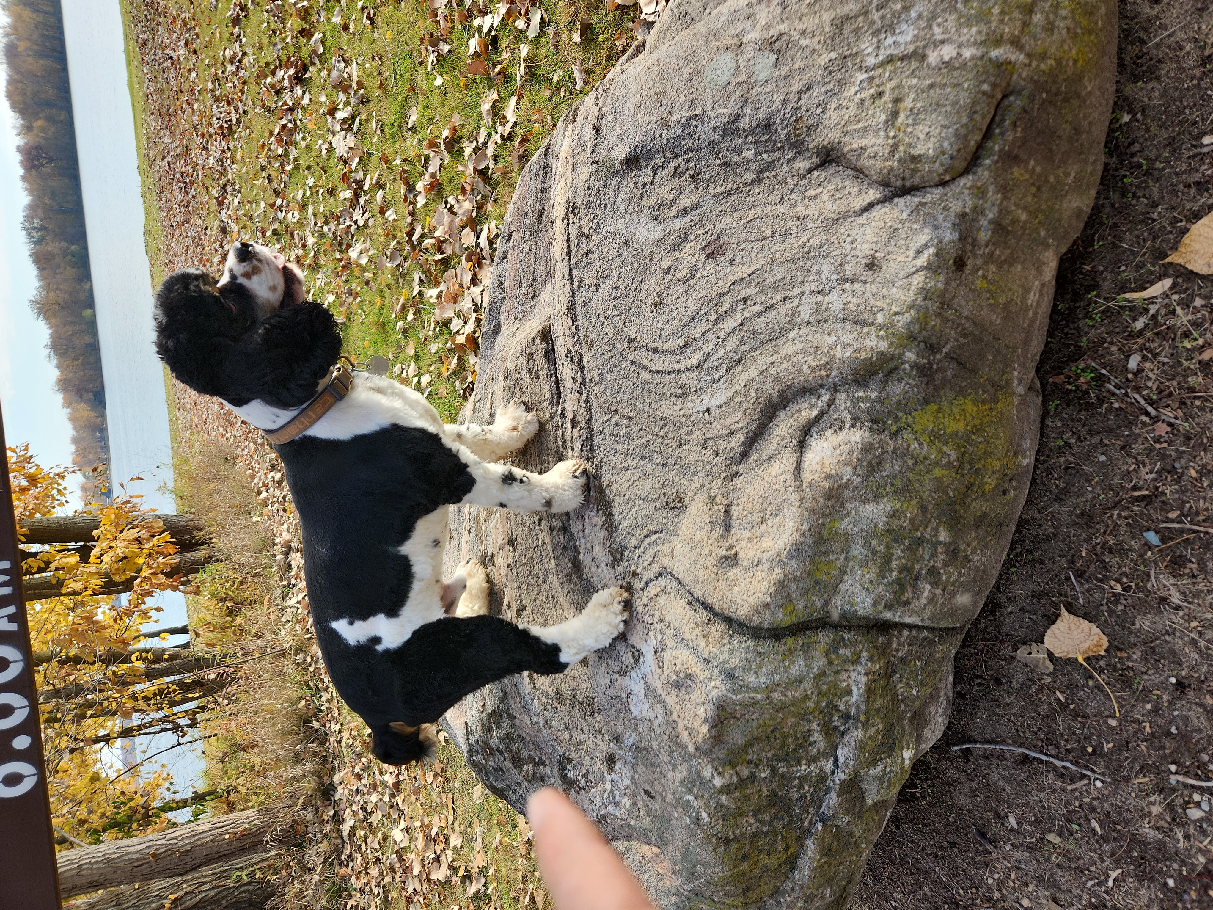CASH - Cocker Spaniel