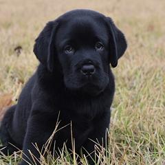 Labrador Retrievers from Big Creek Labradors