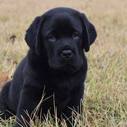 Labrador Retrievers from Big Creek Labradors