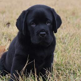 Labrador Retrievers from Big Creek Labradors