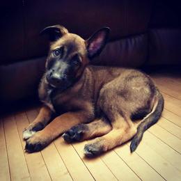 Belgian Malinois Puppies from Heavenly Firefly Belgian Malinois