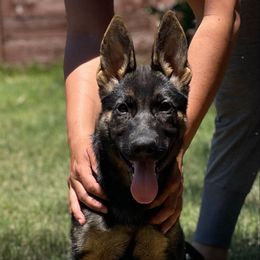 Kidiri - Black and tan female German Shepherd puppy in Riverside, California from Von Der Sagobi