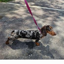 Ryder - Dachshund