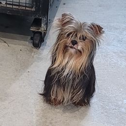 Sa.e - Yorkshire Terrier