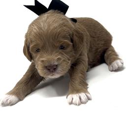 Mr. Black, aka Polar - Apricot male Goldendoodle puppy in Culpeper, Virginia from Beechwood Goldendoodles (VA)